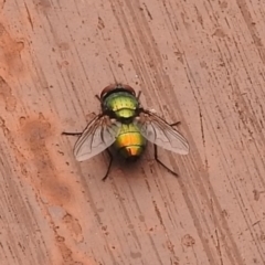 Lucilia cuprina (Australian sheep blowfly) at Fadden, ACT - 27 Jan 2018 by YumiCallaway