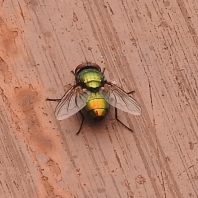 Lucilia cuprina (Australian sheep blowfly) at Fadden, ACT - 27 Jan 2018 by YumiCallaway