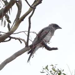 Coracina novaehollandiae (Black-faced Cuckooshrike) at Deakin, ACT - 27 Jan 2018 by JackyF