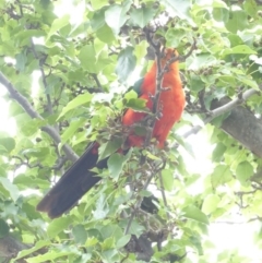 Alisterus scapularis (Australian King-Parrot) at Hughes, ACT - 27 Jan 2018 by JackyF