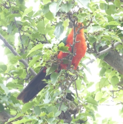 Alisterus scapularis (Australian King-Parrot) at Hughes, ACT - 26 Jan 2018 by JackyF