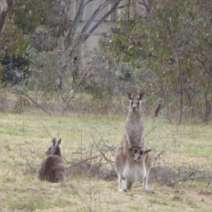 Macropus giganteus at Deakin, ACT - 7 Nov 2017