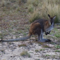 Notamacropus rufogriseus (Red-necked Wallaby) at Namadgi National Park - 27 May 2009 by KMcCue