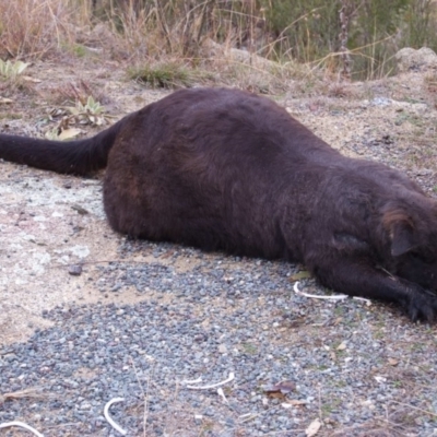 Osphranter robustus robustus (Eastern Wallaroo) at Tennent, ACT - 26 May 2009 by KMcCue