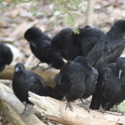 Corcorax melanorhamphos (White-winged Chough) at Paddys River, ACT - 16 Jul 2009 by KMcCue
