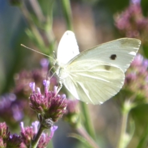 Pieris rapae at Stromlo, ACT - 17 Jan 2018