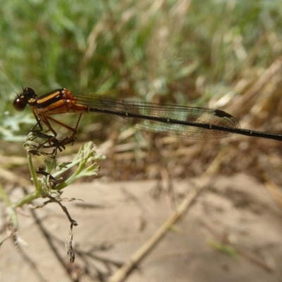 Nososticta solida (Orange Threadtail) at Stony Creek - 16 Jan 2018 by Christine