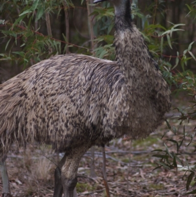 Dromaius novaehollandiae (Emu) at Lower Cotter Catchment - 23 Apr 2016 by KMcCue