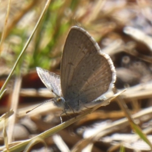 Zizina otis at Stromlo, ACT - 17 Jan 2018 10:37 AM