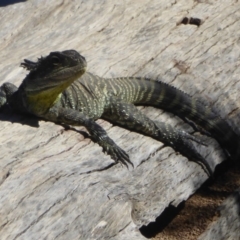 Intellagama lesueurii howittii (Gippsland Water Dragon) at Stony Creek - 16 Jan 2018 by Christine