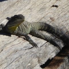 Intellagama lesueurii howittii (Gippsland Water Dragon) at Stromlo, ACT - 16 Jan 2018 by Christine
