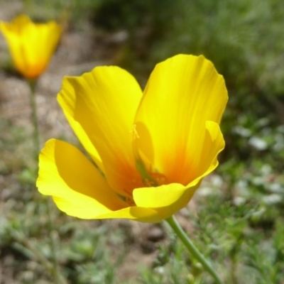 Eschscholzia californica (California Poppy) at Stromlo, ACT - 17 Jan 2018 by Christine