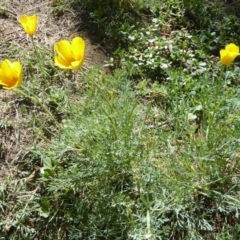 Eschscholzia californica at Stromlo, ACT - 17 Jan 2018 10:51 AM