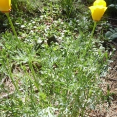 Eschscholzia californica at Stromlo, ACT - 17 Jan 2018 10:51 AM