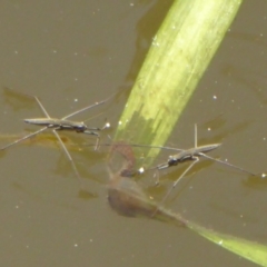 Gerridae (family) (Unidentified water strider) at Stony Creek - 16 Jan 2018 by Christine