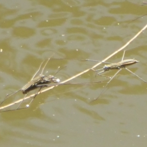 Gerridae (family) at Stromlo, ACT - 17 Jan 2018 10:59 AM