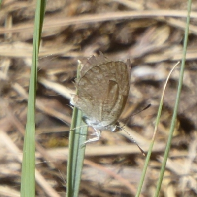 Zizina otis (Common Grass-Blue) at Stromlo, ACT - 17 Jan 2018 by Christine