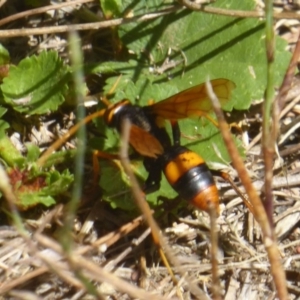 Cryptocheilus sp. (genus) at Stromlo, ACT - 17 Jan 2018