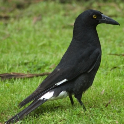 Strepera graculina (Pied Currawong) at ANBG - 6 Nov 2009 by KMcCue