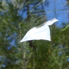 Phonognatha graeffei (Leaf Curling Spider) at Cotter Reserve - 17 Jan 2018 by Christine