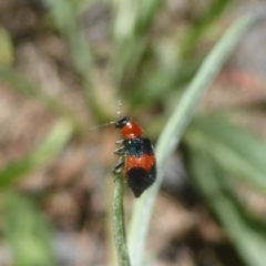 Dicranolaius cinctus (Notched-leg Red & Blue Flower Beetle) at Uriarra Village, ACT - 17 Jan 2018 by Christine