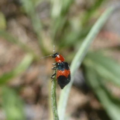 Dicranolaius cinctus (Notched-leg Red & Blue Flower Beetle) at Uriarra Village, ACT - 17 Jan 2018 by Christine