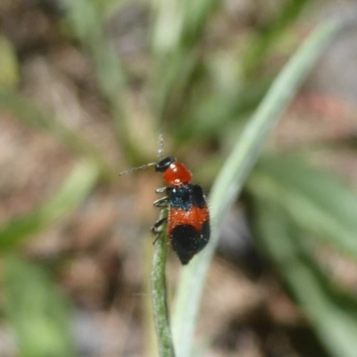 Dicranolaius bellulus (Red and Blue Pollen Beetle) at Uriarra Village, ACT - 17 Jan 2018 by Christine