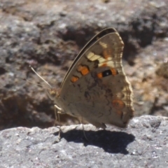 Junonia villida (Meadow Argus) at Uriarra Village, ACT - 17 Jan 2018 by Christine