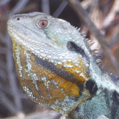 Intellagama lesueurii howittii (Gippsland Water Dragon) at Uriarra Village, ACT - 17 Jan 2018 by Christine