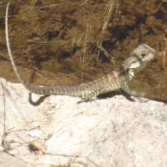 Intellagama lesueurii howittii at Uriarra Village, ACT - 17 Jan 2018 01:03 PM