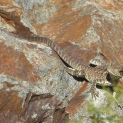 Intellagama lesueurii howittii at Uriarra Village, ACT - 17 Jan 2018 01:03 PM