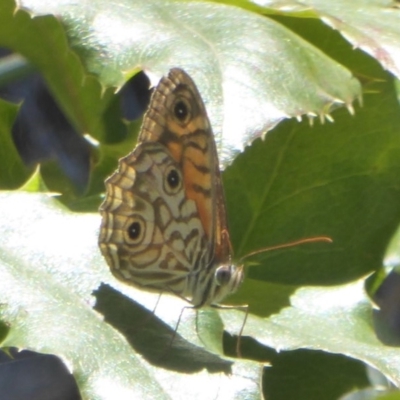 Geitoneura acantha (Ringed Xenica) at Cotter Reserve - 17 Jan 2018 by Christine