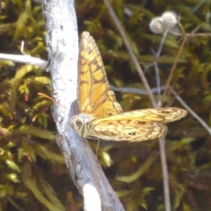 Geitoneura acantha at Uriarra Village, ACT - 17 Jan 2018 12:57 PM