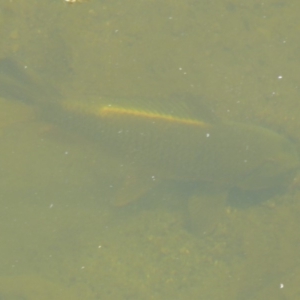 Cyprinus carpio at Uriarra Village, ACT - 17 Jan 2018 01:01 PM