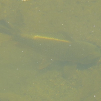 Cyprinus carpio (Common Carp) at Uriarra Village, ACT - 17 Jan 2018 by Christine