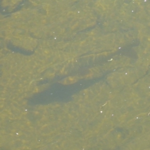 Cyprinus carpio at Uriarra Village, ACT - 17 Jan 2018 01:01 PM