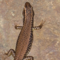 Eulamprus heatwolei (Yellow-bellied Water Skink) at Uriarra Village, ACT - 17 Jan 2018 by Christine