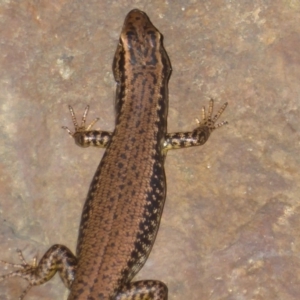 Eulamprus heatwolei at Uriarra Village, ACT - 17 Jan 2018 01:11 PM