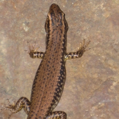 Eulamprus heatwolei (Yellow-bellied Water Skink) at Cotter Reserve - 17 Jan 2018 by Christine