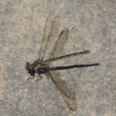 Diphlebia nymphoides (Arrowhead Rockmaster) at Uriarra Village, ACT - 17 Jan 2018 by Christine