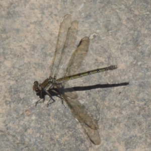 Diphlebia nymphoides at Uriarra Village, ACT - 17 Jan 2018