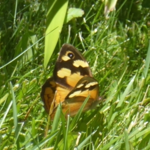 Heteronympha merope at Stromlo, ACT - 17 Jan 2018 02:26 PM