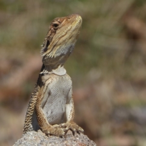 Pogona barbata at Stromlo, ACT - 17 Jan 2018