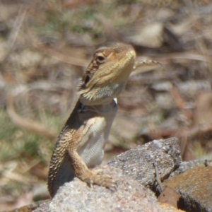 Pogona barbata at Stromlo, ACT - 17 Jan 2018