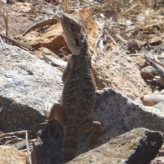 Pogona barbata at Stromlo, ACT - 17 Jan 2018