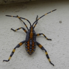 Amorbus (genus) (Eucalyptus Tip bug) at Flynn, ACT - 22 Jan 2018 by Christine