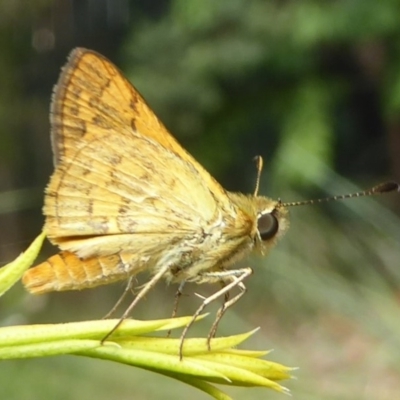 Ocybadistes walkeri (Green Grass-dart) at Flynn, ACT - 23 Jan 2018 by Christine