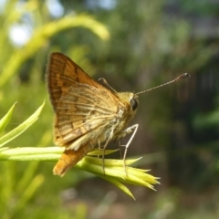 Ocybadistes walkeri at Flynn, ACT - 23 Jan 2018 04:51 PM