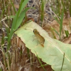 Ocybadistes walkeri at Flynn, ACT - 23 Jan 2018