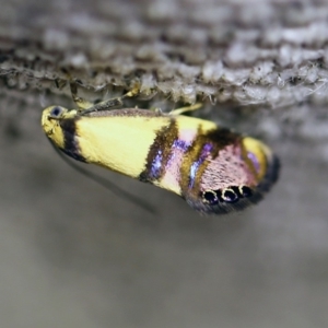 Eupselia satrapella and similar species at O'Connor, ACT - 24 Nov 2017